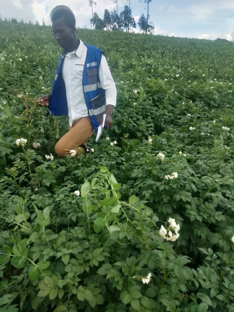 spf_ikigega's tweet photo. Today, @spf_ikigega visited various cooperatives #KOAIKARU,#KIMIRIJI,#KOAIGAMU working in the @NyabihuDistrict,@Mukamirasector to talk about potato farming encouraging them to grow good quality potato seeds that are provided by @spf_ikigega , and build good potato seed storage. https://t.co/ceZ7OOmyhv