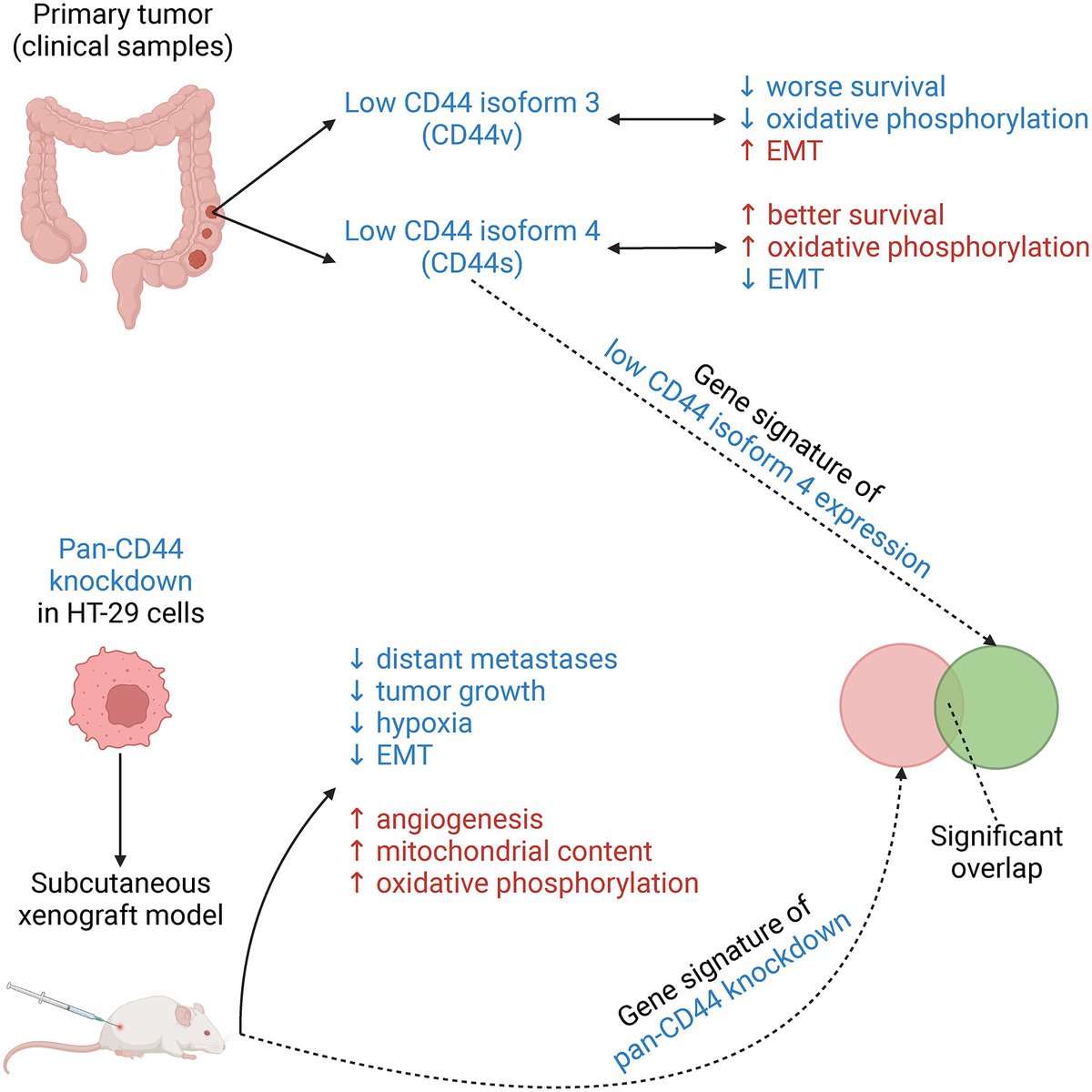 MolOncology's tweet photo. Spontaneous metastasis xenograft models link CD44 isoform 4 to angiogenesis, hypoxia, EMT and mitochondria-related pathways in colorectal cancer
🔗https://t.co/TSr0WYooIw
#CD44 #CRCSM #Angiogenesis https://t.co/sUoLEOAjcE