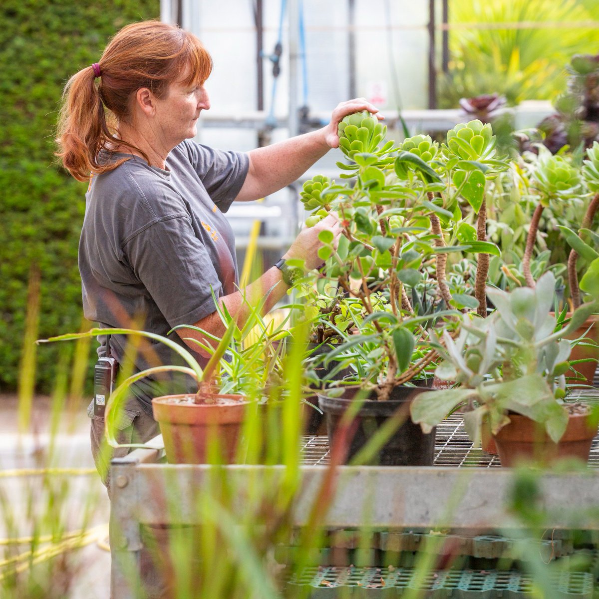 📣 #NationalTrustJobs : we are looking for a grade 9 gardener with particular strengths in propagation 

Closing : Sunday 3 December
Interview : w/c 11 December
Job Code: IRC145741
Apply here: tinyurl.com/mr2rfb3t

📸 James Dobson