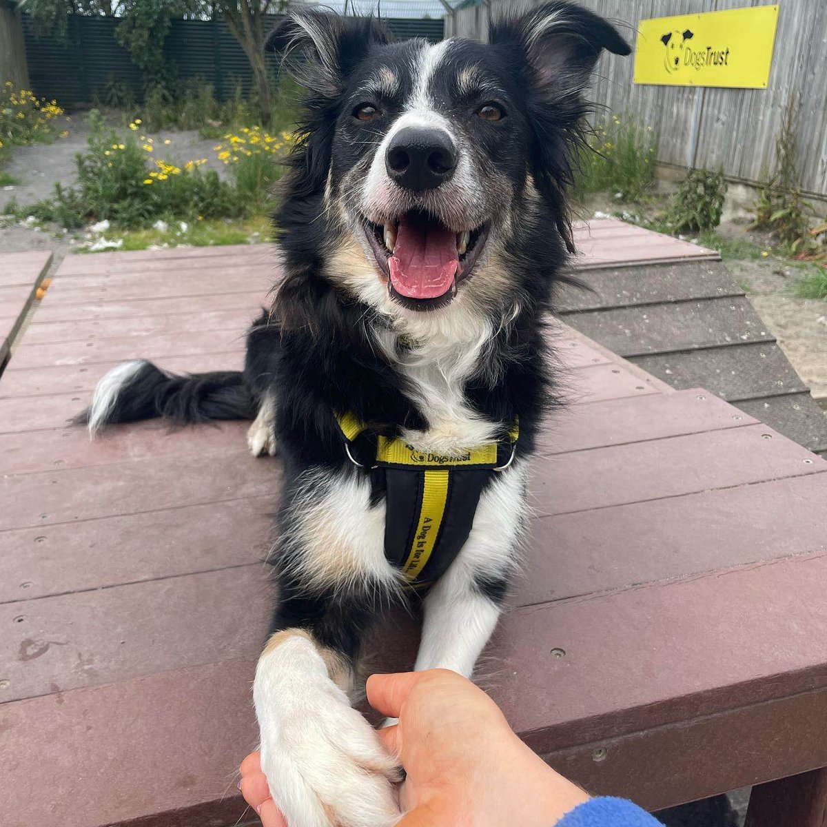 DogsTrust_IE's tweet photo. Gentleman Jack giving the polite paw to his pals ๐
https://t.co/vNDBWLNTQW
#GoodBoy #WhatAGent https://t.co/dx5dVJXNZk