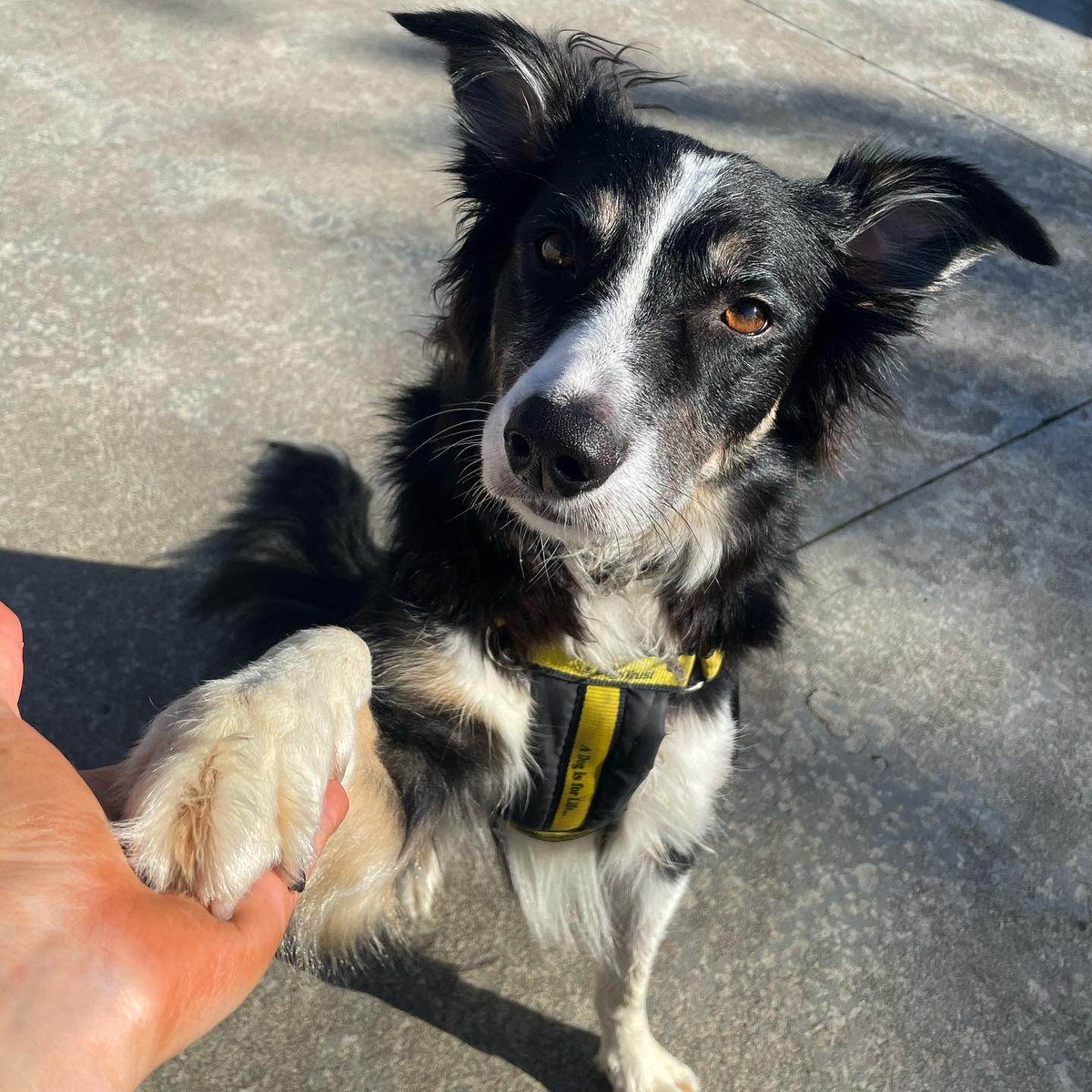 DogsTrust_IE's tweet photo. Gentleman Jack giving the polite paw to his pals ๐
https://t.co/vNDBWLNTQW
#GoodBoy #WhatAGent https://t.co/dx5dVJXNZk