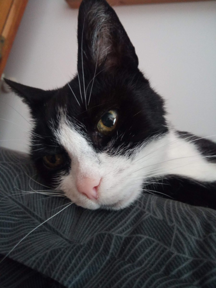 Our big uncle Bandit is not well 😿
He stopped eating on sunday and started vomiting blood today. He is at the vet now to get checked. But due to his age and overall condition there is not much the vet can do 😭 #hedgewatch