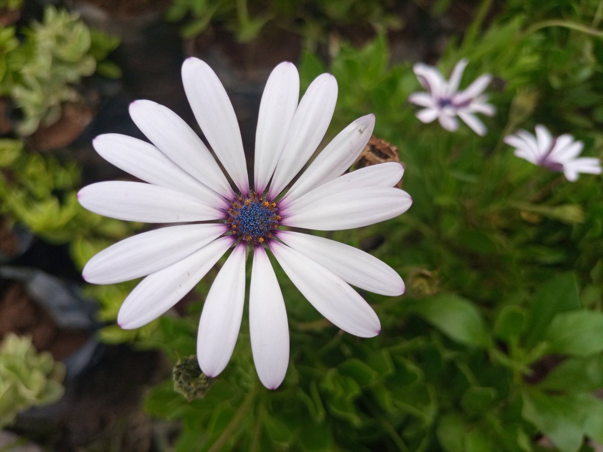 EcomiceM's tweet photo. Invite serenity into your home with the emotional embrace of White African Daisies. 🌼 Each delicate petal whispers tranquility, creating a haven of calm amidst life's chaos.  
https://t.co/Y3viTTL446 https://t.co/nErMuZUd85