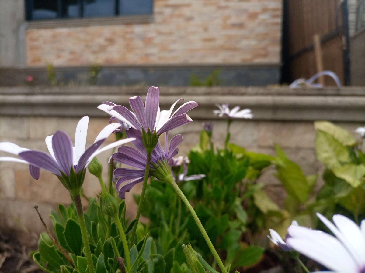 Invite serenity into your home with the emotional embrace of White African Daisies. 🌼 Each delicate petal whispers tranquility, creating a haven of calm amidst life's chaos.  
landscapeuganda.com