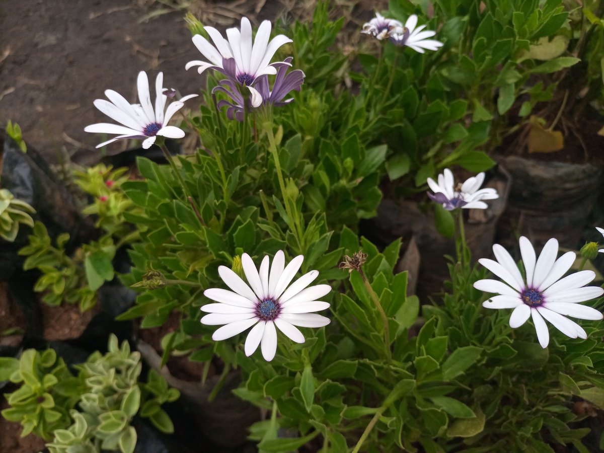 EcomiceM's tweet photo. Invite serenity into your home with the emotional embrace of White African Daisies. 🌼 Each delicate petal whispers tranquility, creating a haven of calm amidst life's chaos.  
https://t.co/Y3viTTL446 https://t.co/nErMuZUd85