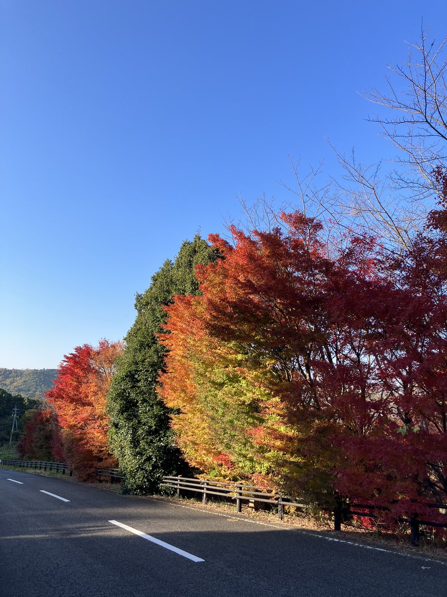 19Agido's tweet photo. 紅葉と青空🍁🍁 https://t.co/xL9Gyrz0K7