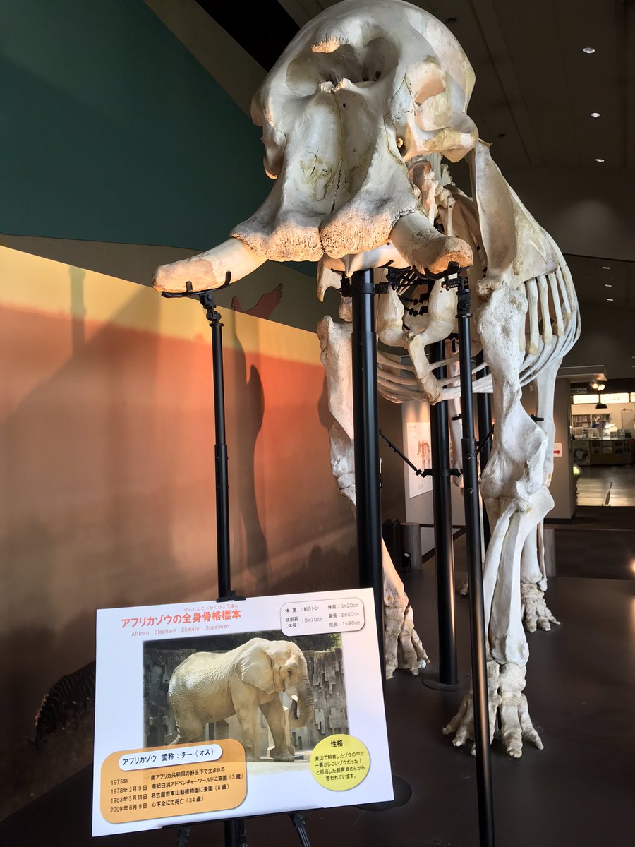 今でも忘れられない大切な存在が、かつて暮らしていたチー。 私にゾウ