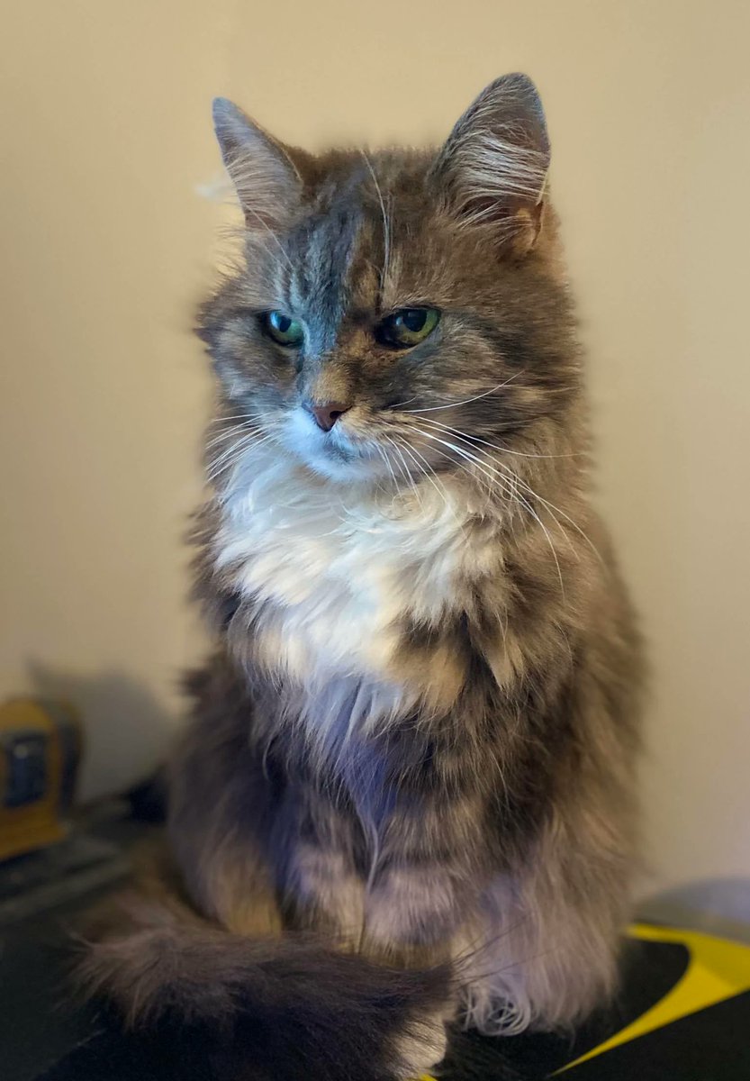 catsthatarecute's tweet photo. https://t.co/VdNcpPN9Ws