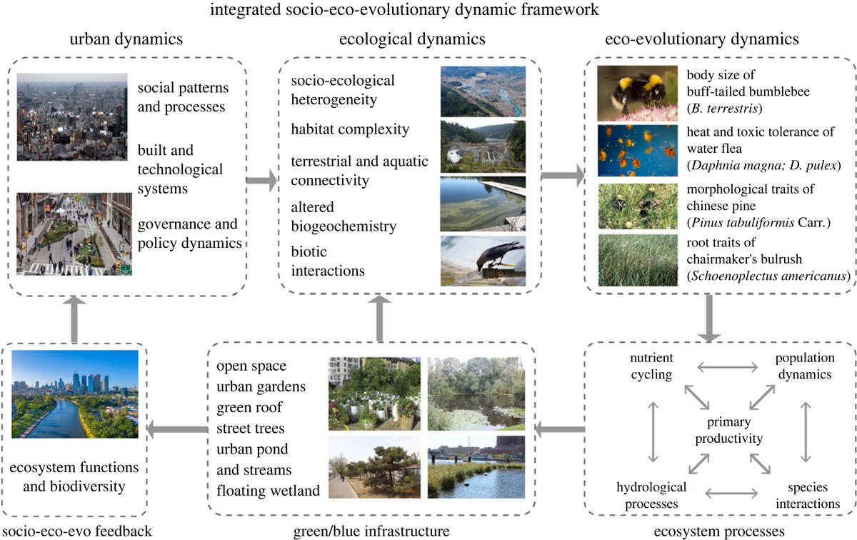 Royal Society Publishing (@rsocpublishing) on Twitter photo New #PhilTransB review explores why #evolution matters in designing future cities: ow.ly/NFNA50Q9M0n <a href="/ma003/">Marina Alberti</a> New #PhilTransB review explores why #evolution matters in designing future cities: ow.ly/NFNA50Q9M0n <a href="/ma003/">Marina Alberti</a>