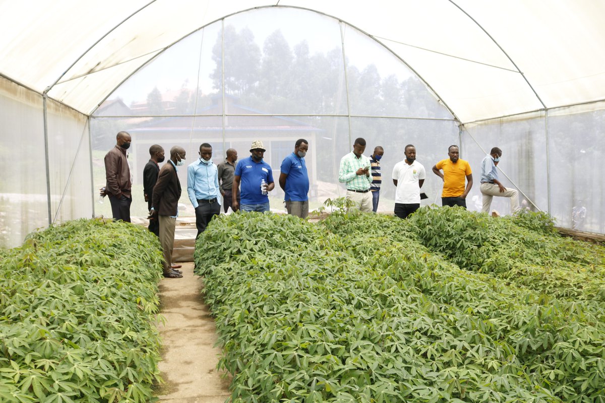 INGABOSYNDICAT1's tweet photo. #ScreenHouse,la meilleure pratique dans la #multiplication de la culture du manioc.@RwandaAgri ,@RwandaAgriBoard ,@AgriterraRwanda.@FO4ACP https://t.co/eNhaINdUp5