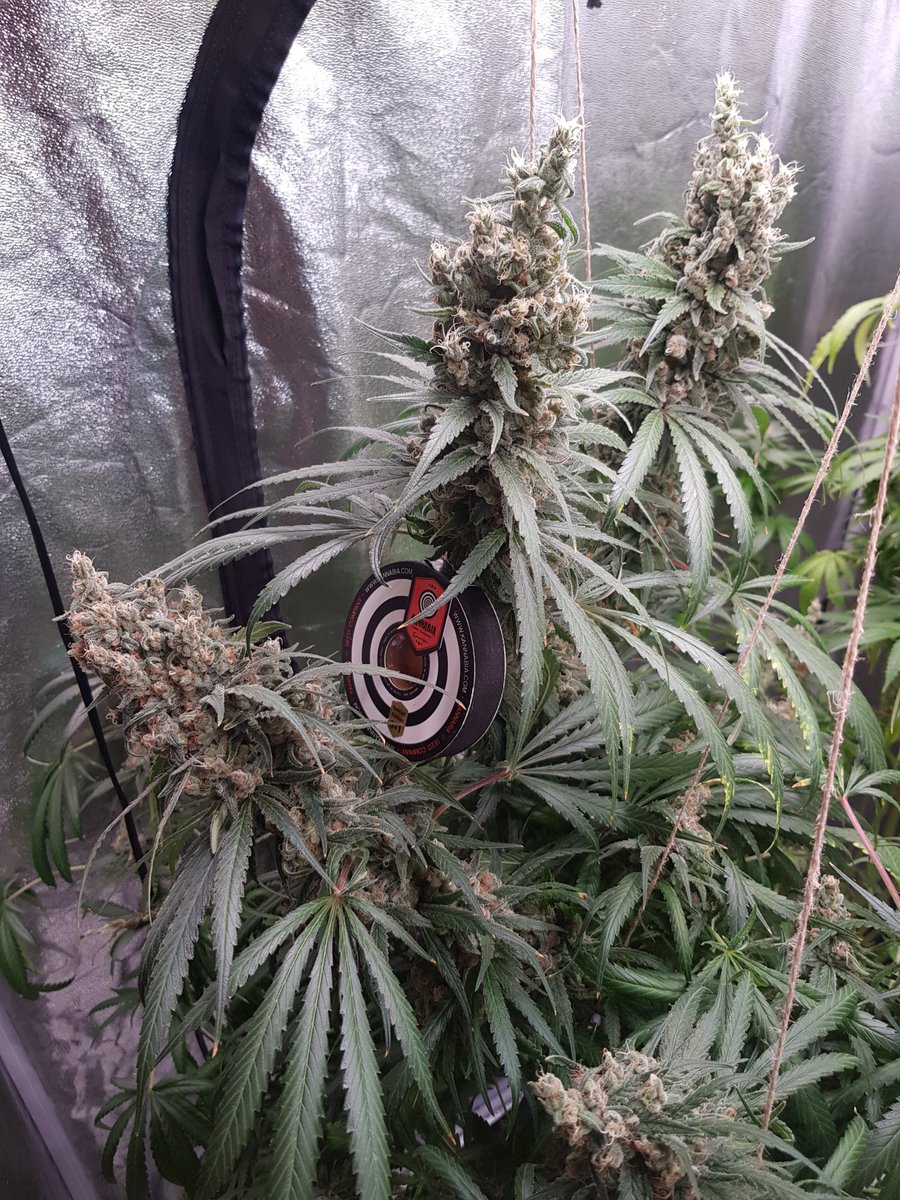 Deux420's tweet photo. GSC Girl Scout Cookies #KannabiaSeeds #Kannabia #GSC #GirlScoutCookies https://t.co/0mUF6ffzSQ