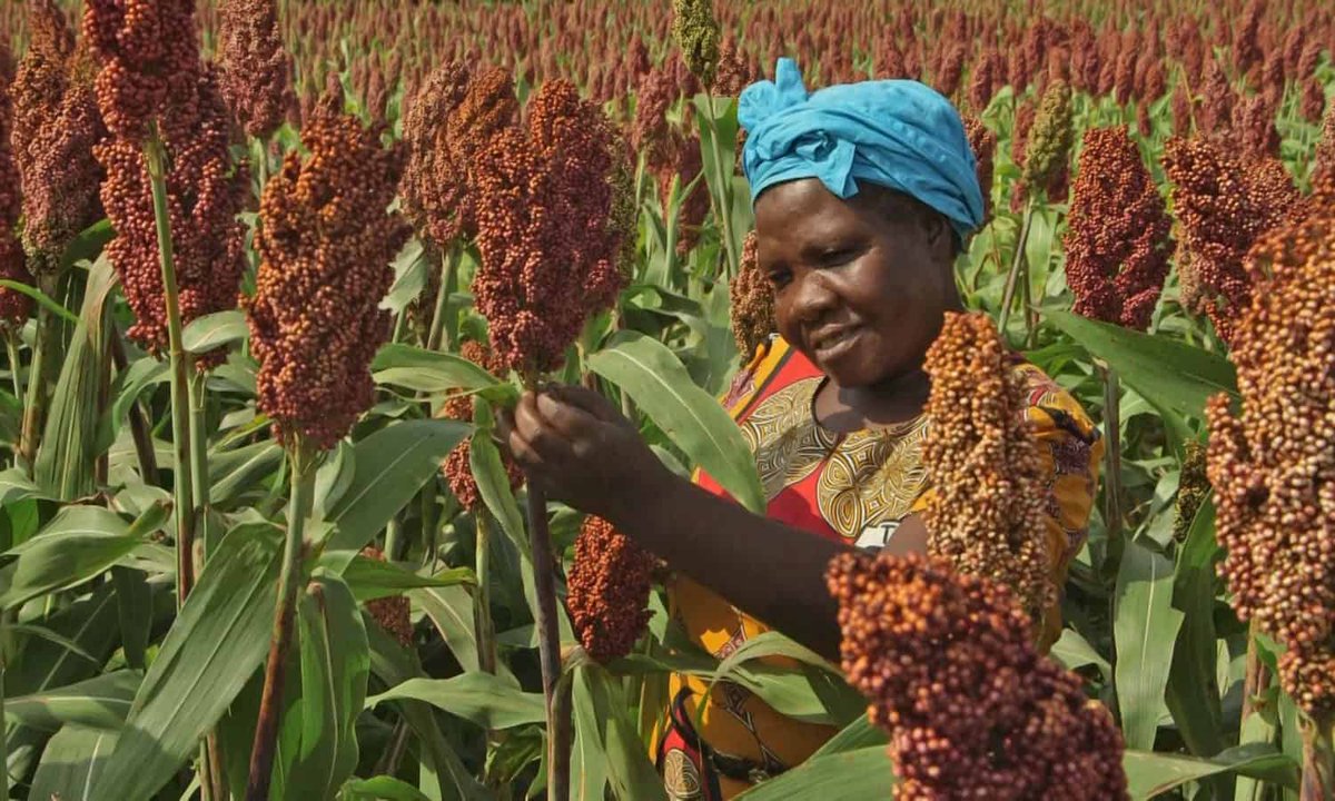 In the symphony of agriculture, indigenous seeds are the golden notes, and the voice of farmers is the melody that harmonizes the resilience and wisdom of our agricultural heritage #BIBA_Kenya,#United4Biodiversity,#FMSS4Seedsoveignty#YAHIAfrica