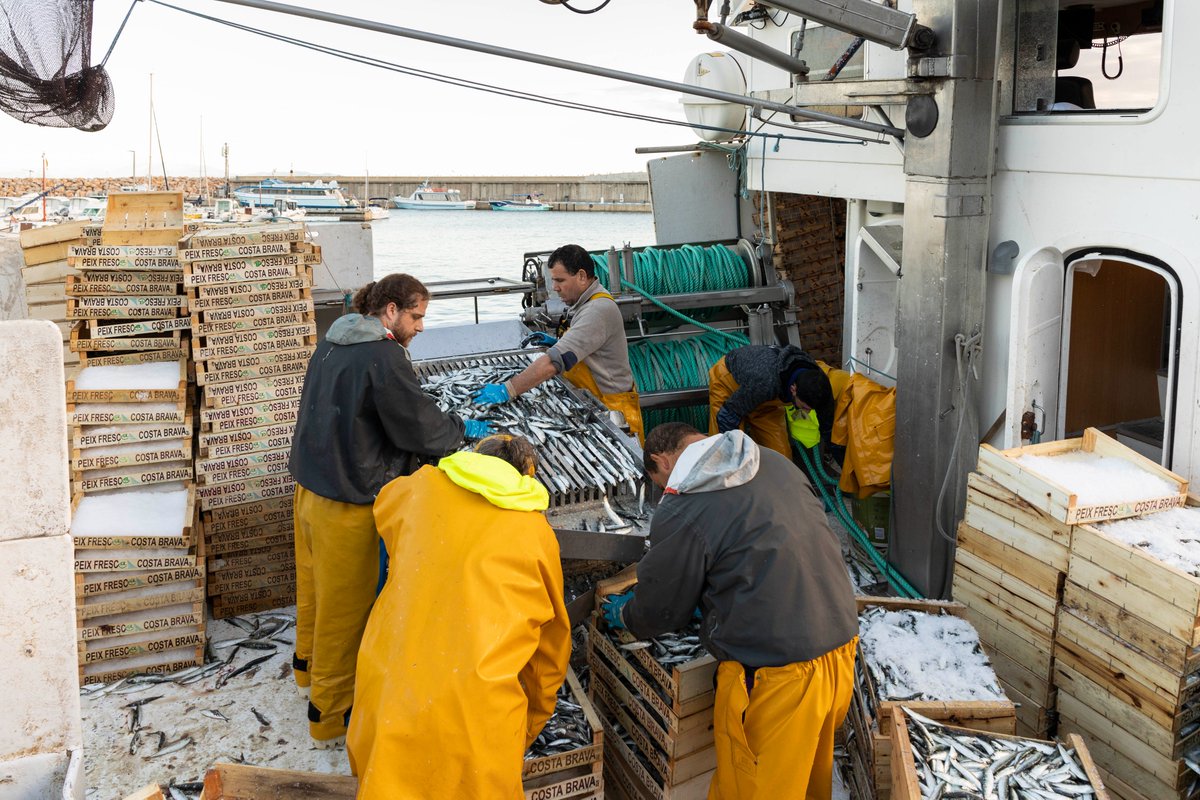 🎣21N, #DiaMundialdelaPesca. Gràcies als pescadors podem gaudir d’un aliment sa, saborós i sostenible. Aquest informe resumeix les mesures que s’han emprès per fer encara més  sostenible l’activitat pesquera. 
galpcostabrava.cat/projectes/slow…
#lapescaactualmilloraODS