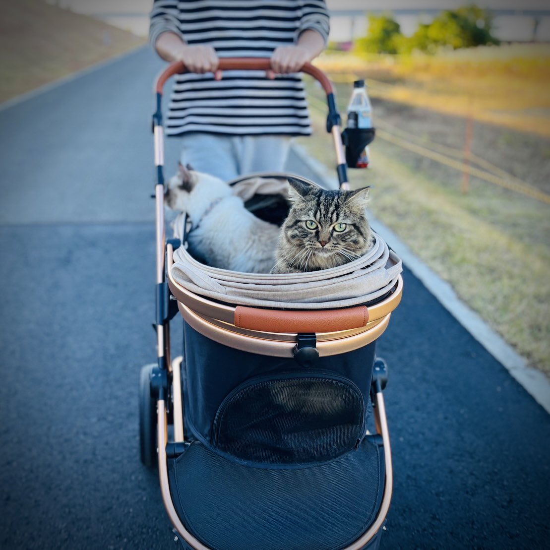creative_egg_jp's tweet photo. 初めてのお散歩。

#猫 #お散歩 #ラグドール #スコティッシュフォールド #シナモン #トト https://t.co/uHsy84vRvV
