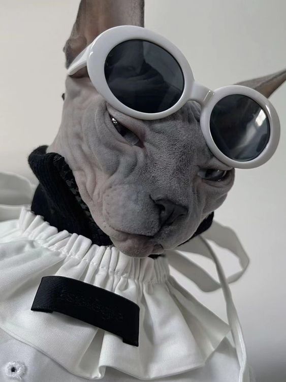 Mèo Ai Cập ( Mèo Sphynx ) 
Nét Độc Đáo Của Đẹp Không Lông

Mèo Ai Cập, hay còn gọi là Mèo Sphynx, là một giống mèo đặc biệt và thu hút người chơi mèo bởi vẻ đẹp độcg của chúng. Ngay từ cái nhìn đầu tiên, điều làm nổi bật mèo này chính là bộ lông móng manh