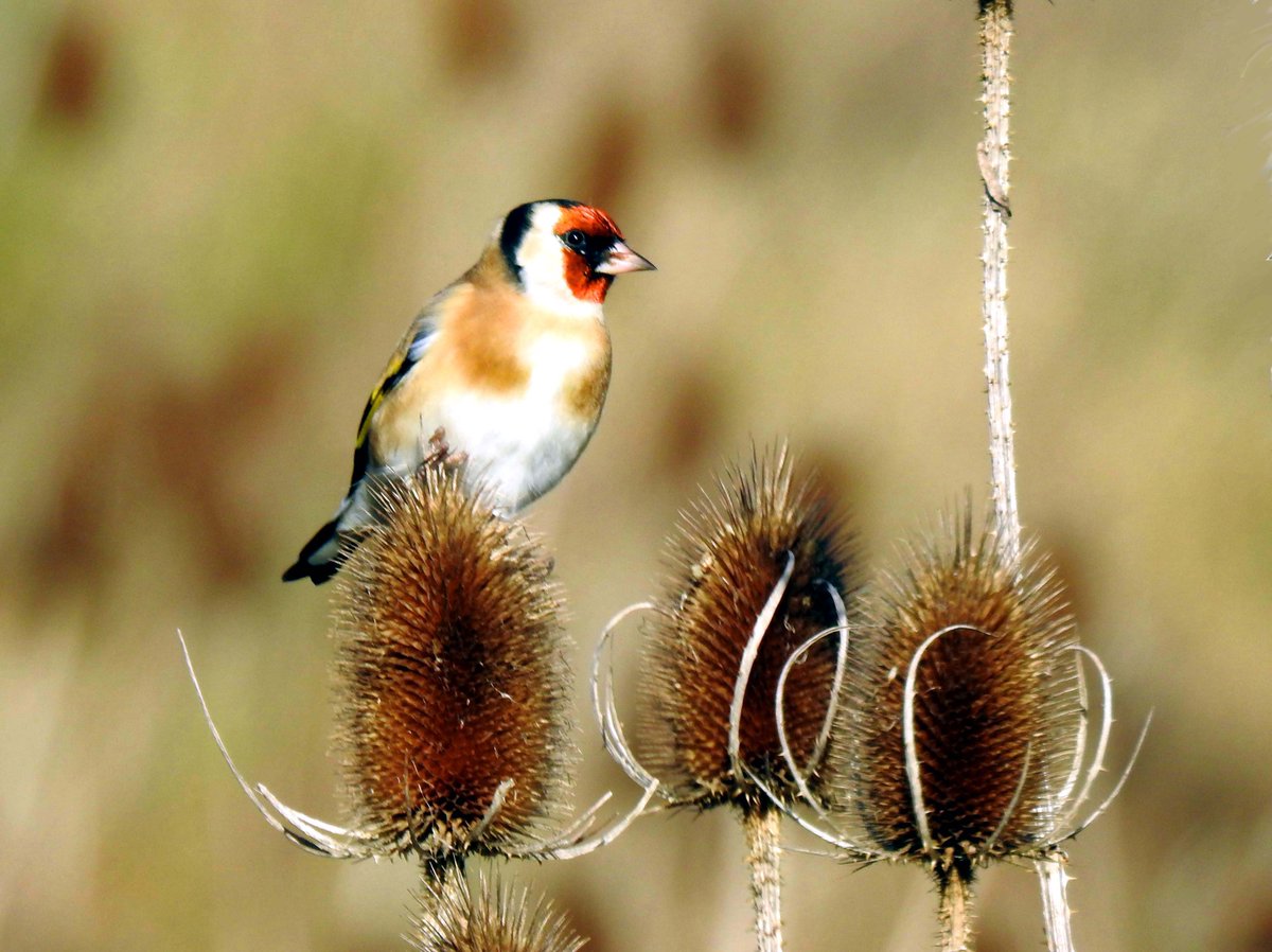 Just a beautiful goldfinch feeding on teasel, spotted down at Orgreave and photographed by Les Cornthwaite #Sheffield
