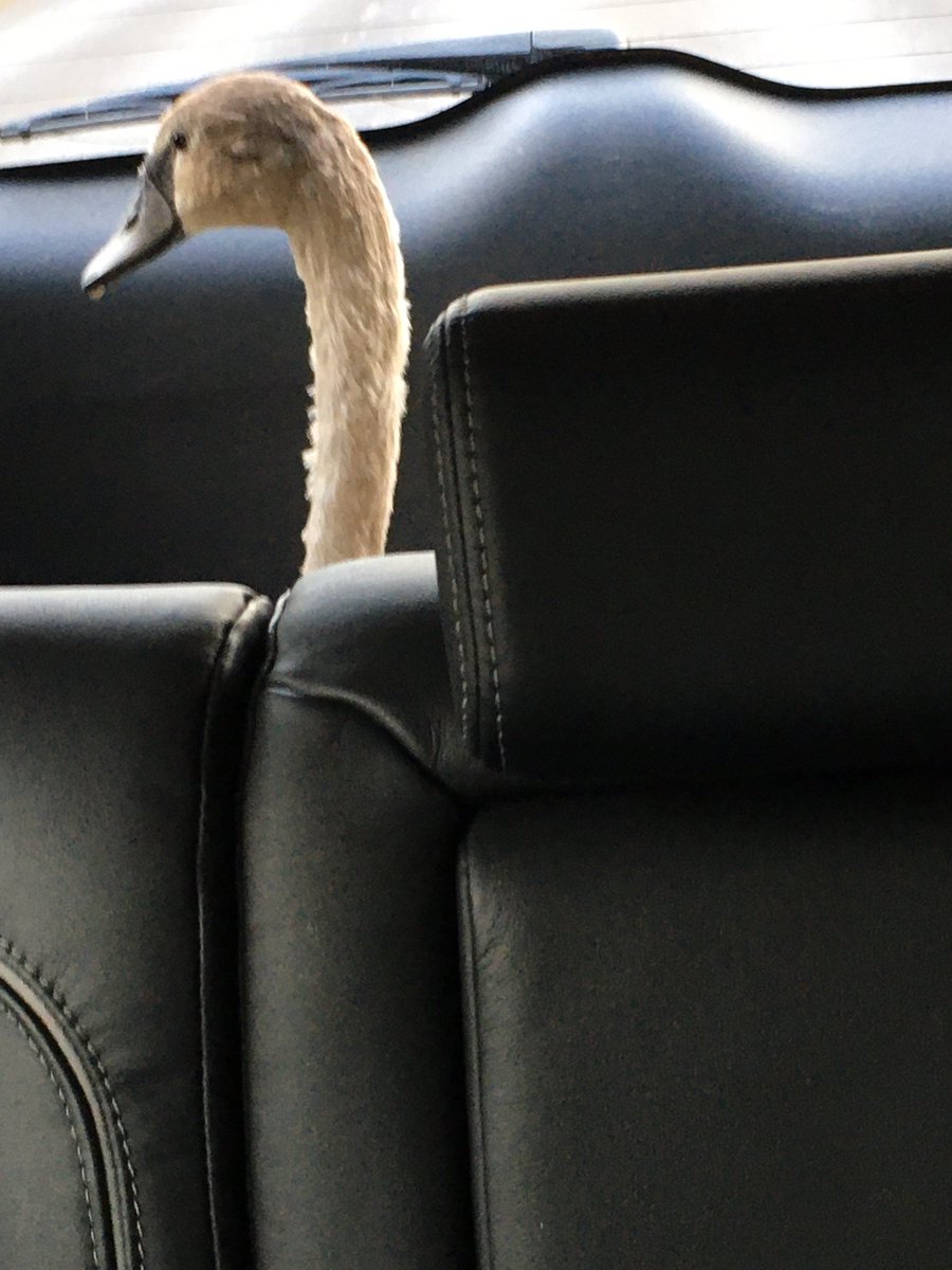 Helping Kathy from the amazing  Meltham Wildlife Rescue to transport a swan 🦢 to its new home with Dan at the Swan Rescue Centre near Selby.