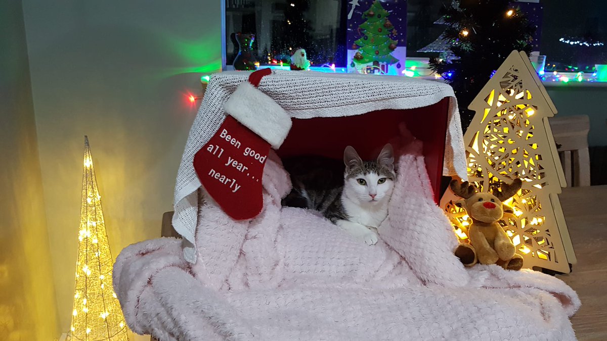 It's #Day24 and nearly time for Santa Paws to arrive!! Have your kitties been good this year? Most of ours have so we think there will be plenty of dreamies to go round tomorrow!! We hope you are all ready for the festivities tomorrow, we know we are! 🎄🎅