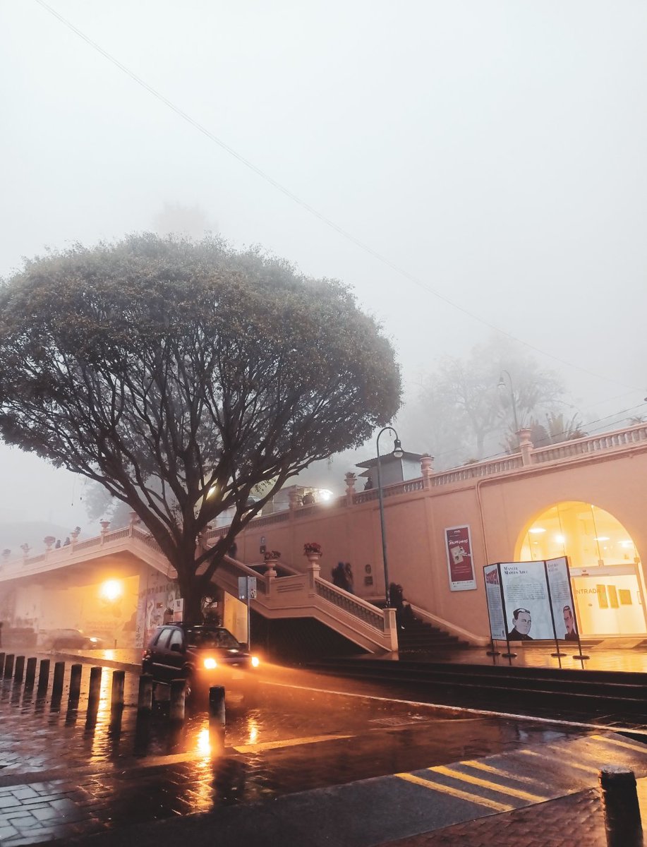 Carlitospindola's tweet image. Durante la madrugada, como criminales, talaron este hermoso árbol en el corazón de Xalapa. 

La gente que tala árboles así tiene un serio problema. Carajo. 
#Xalapa
