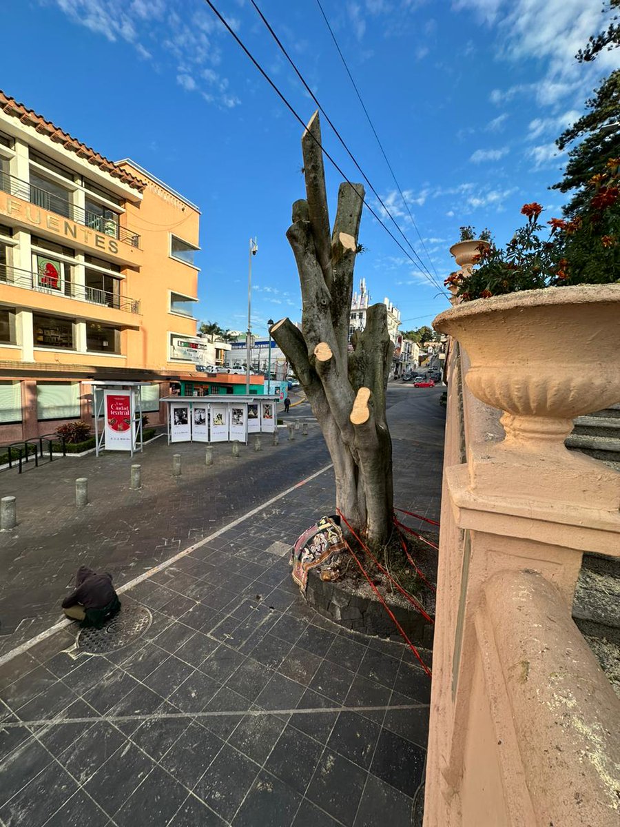 Carlitospindola's tweet image. Durante la madrugada, como criminales, talaron este hermoso árbol en el corazón de Xalapa. 

La gente que tala árboles así tiene un serio problema. Carajo. 
#Xalapa