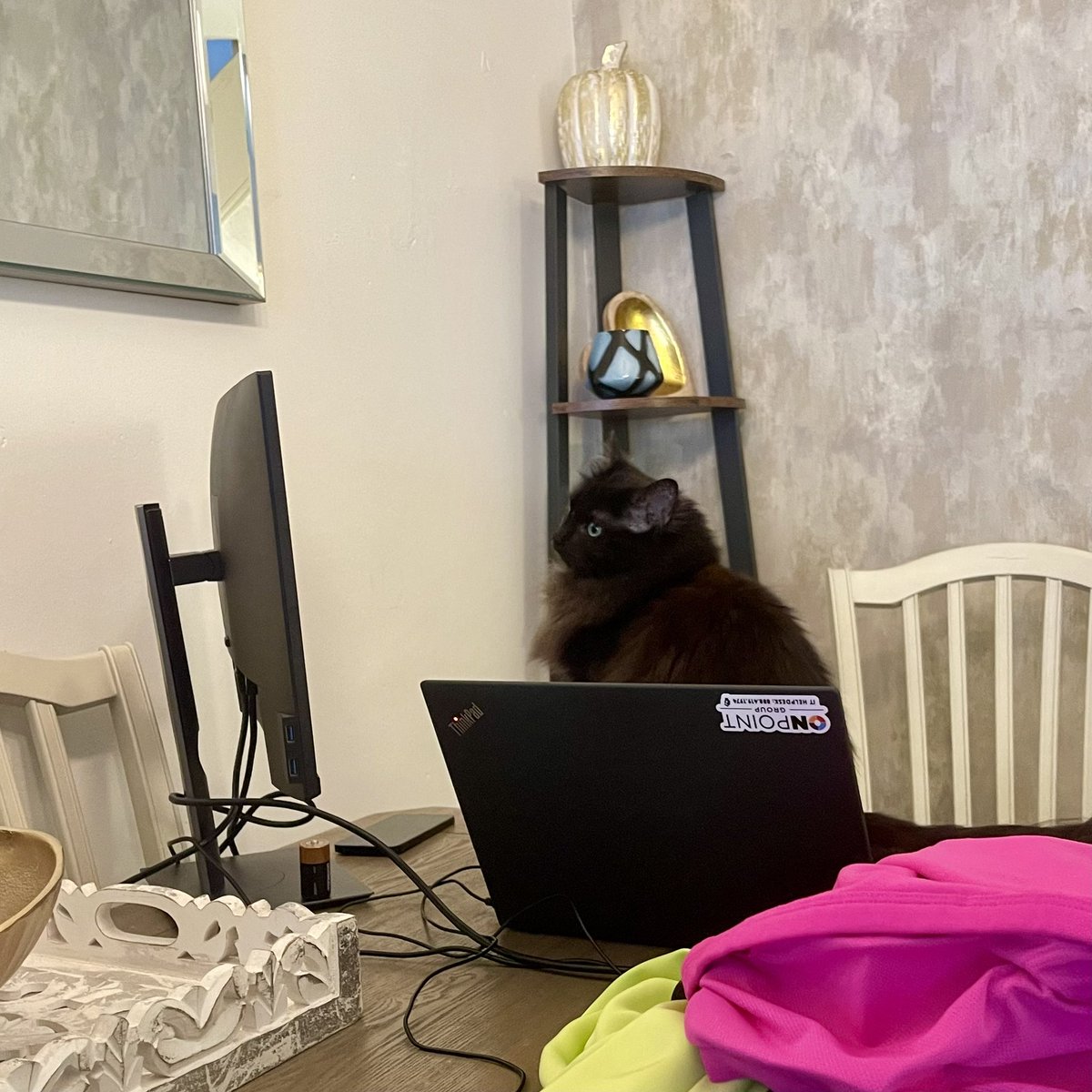 wetfoodwarrior's tweet photo. Work hard. Flop harder. #floppycat https://t.co/RDa8bVh6i2