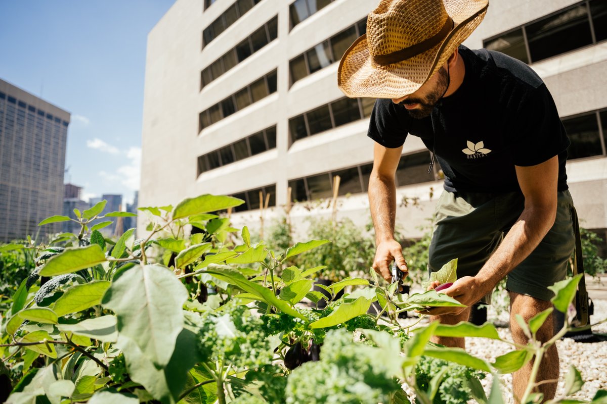 Microhabitat (@microhabitat_ca) on Twitter photo Industrial spaces are getting a green makeover with urban farming. It's not just a trend; it's a smart investment in sustainability and employee well-being. ποΈπ± Industrial spaces are getting a green makeover with urban farming. It's not just a trend; it's a smart investment in sustainability and employee well-being. ποΈπ±