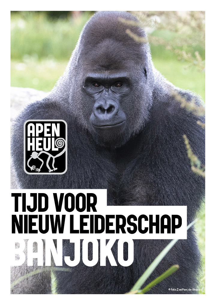 In Apenheul zijn de stemmen al geteld…de nieuwe leider is gekozen! Hoe gaan de 2 gorillagroepen eruit zien? Hoe ontvangen de zittende kandidaten zijn komst? En hoe gaat de nieuwe leider Banjoko regeren? Volg de formatie: apenheul.nl/zilverrug 🦍
#verkiezingen #leider #gorilla