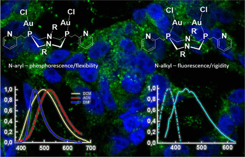 bhkenlo's tweet photo. Linkage of the Dinuclear Gold(I) Complex Luminescence and Origin of Endocyclic Amino Group of Cyclic P2N2-Bridging Ligands | Inorganic Chemistry https://t.co/DMEAux39lP Strelnik and co-workers @InorgChem #gold #dinuclear #luminescence #endocyclic #amino #P2N2 #cytotoxicity https://t.co/zjpggS7Sql
