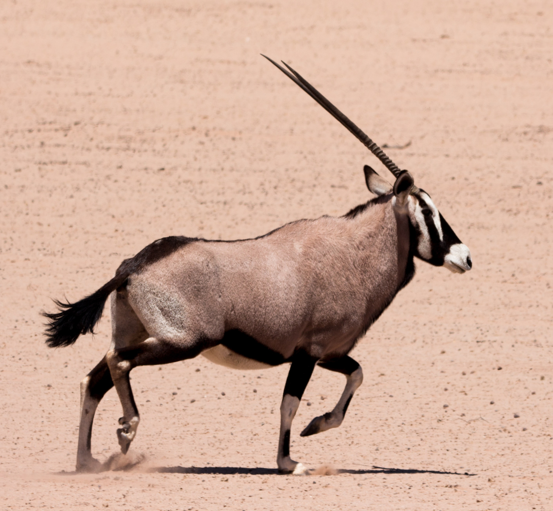 #Gemsbok running on #Desert . . . #Oryxgazella #SouthAfricanOryx #WildGemsbok #WildAntelope #AfricanOryx #BrownWhite #WildHerbivore #WildMammal #AfricaWildlife #AfricaTrip #WildlifeAfrica #AfricanSavanna #AfricanSafari #WildlifeHabitat #WildlifeBlog #WildAnimal #AnimalEnglish