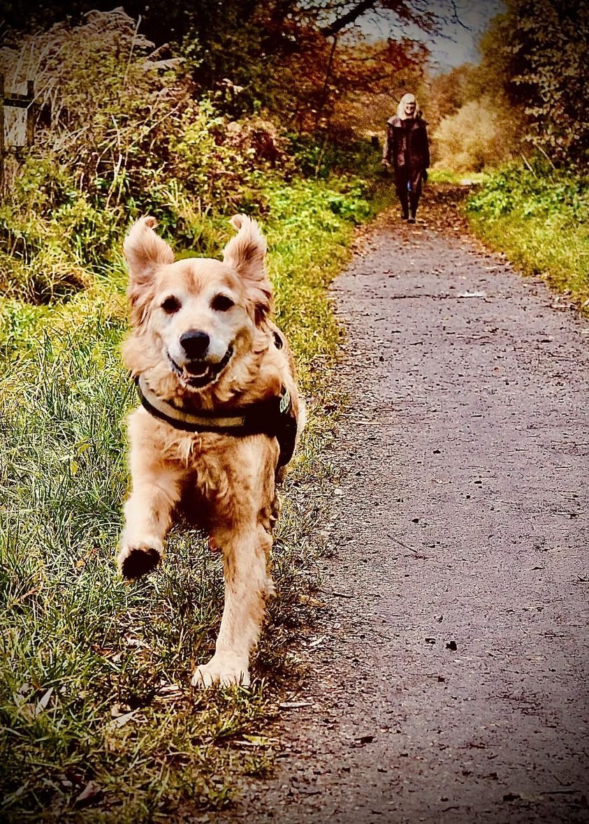 Forgotten Paws tweet media