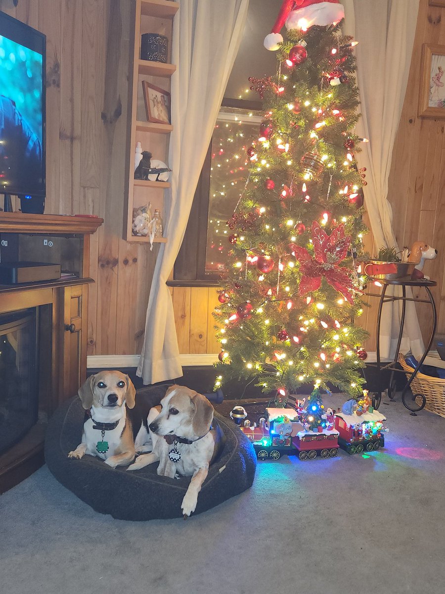 Beagles and Christmas 🎄. Happiness overload. #Beagles #beaglemom