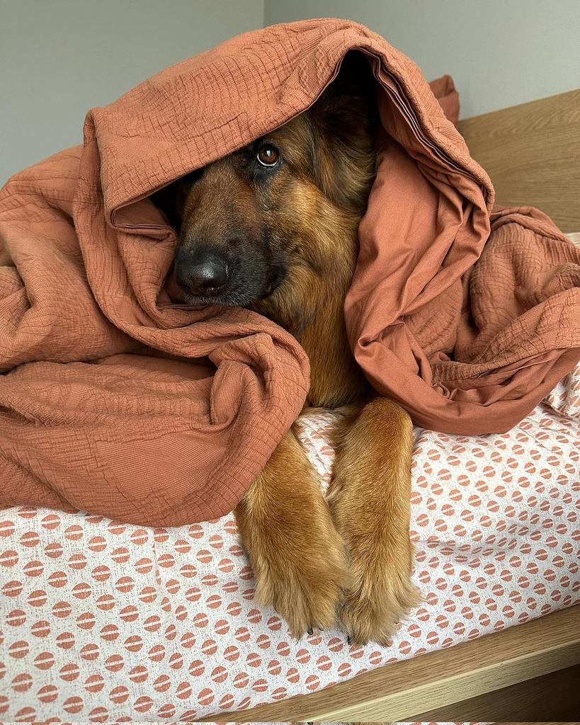 Gsd5Community's tweet photo. It's too early to get out of bed😔 https://t.co/cB4PFUGqNx