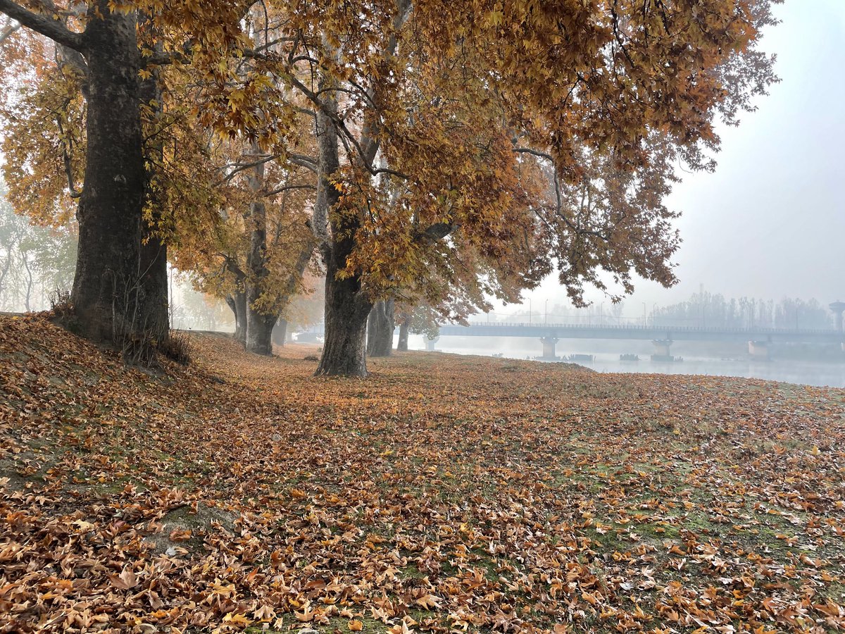 SyedAnwarRazvi1's tweet photo. Autumn whispered to the wind, “I fall but always rise again......#autumnfalls #Autumn #AutumnVibes #Autumkasmir https://t.co/QRXA28e9D4