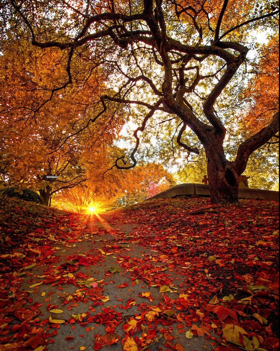 ValentyneDreams's tweet photo. Mount Auburn in its Autumn glory. https://t.co/7OEC2qT0i6