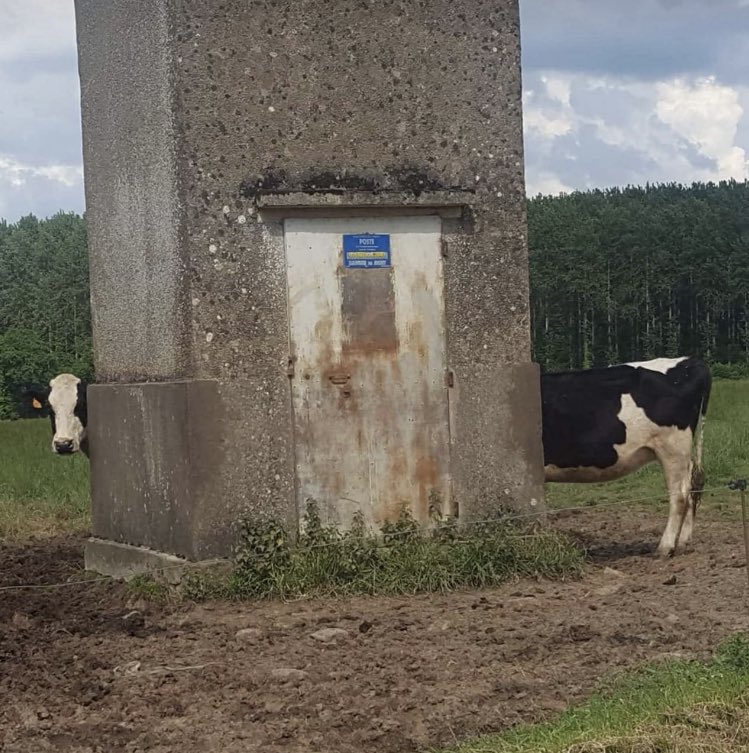 NoContextBrits's tweet photo. Size of that cow. https://t.co/8lSjfvtTXa
