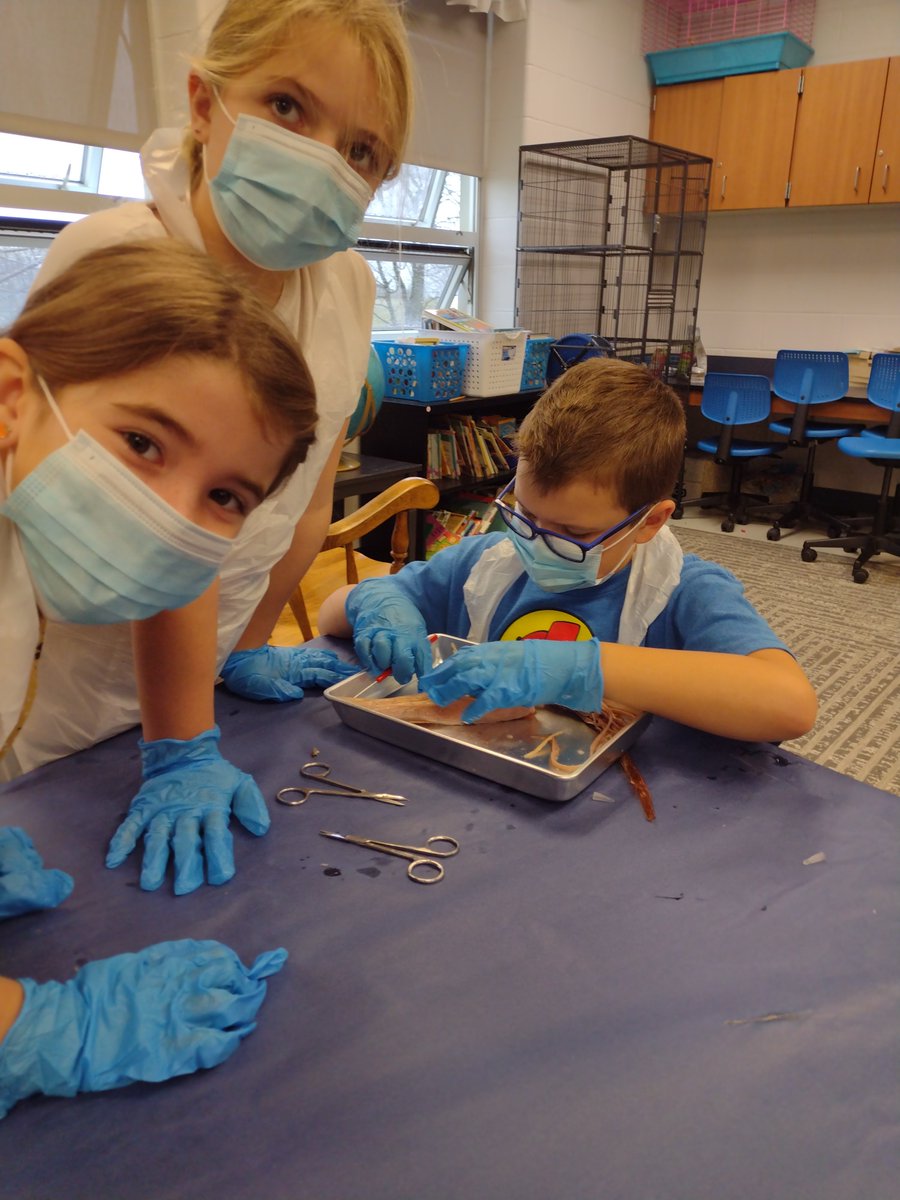 Squid Day in 3rd Grade!