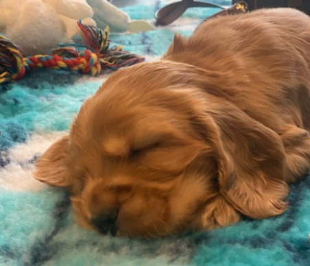 Summerhill Academy (@summerhillacad1) on Twitter photo Miss Coombes & Summerhill Academy are pleased to introduce you to Becks!, who will be joining the community in just a few weeks.ππΆ <a href="/Cabotfederation/">Cabot Federation</a> Miss Coombes & Summerhill Academy are pleased to introduce you to Becks!, who will be joining the community in just a few weeks.ππΆ <a href="/Cabotfederation/">Cabot Federation</a>
