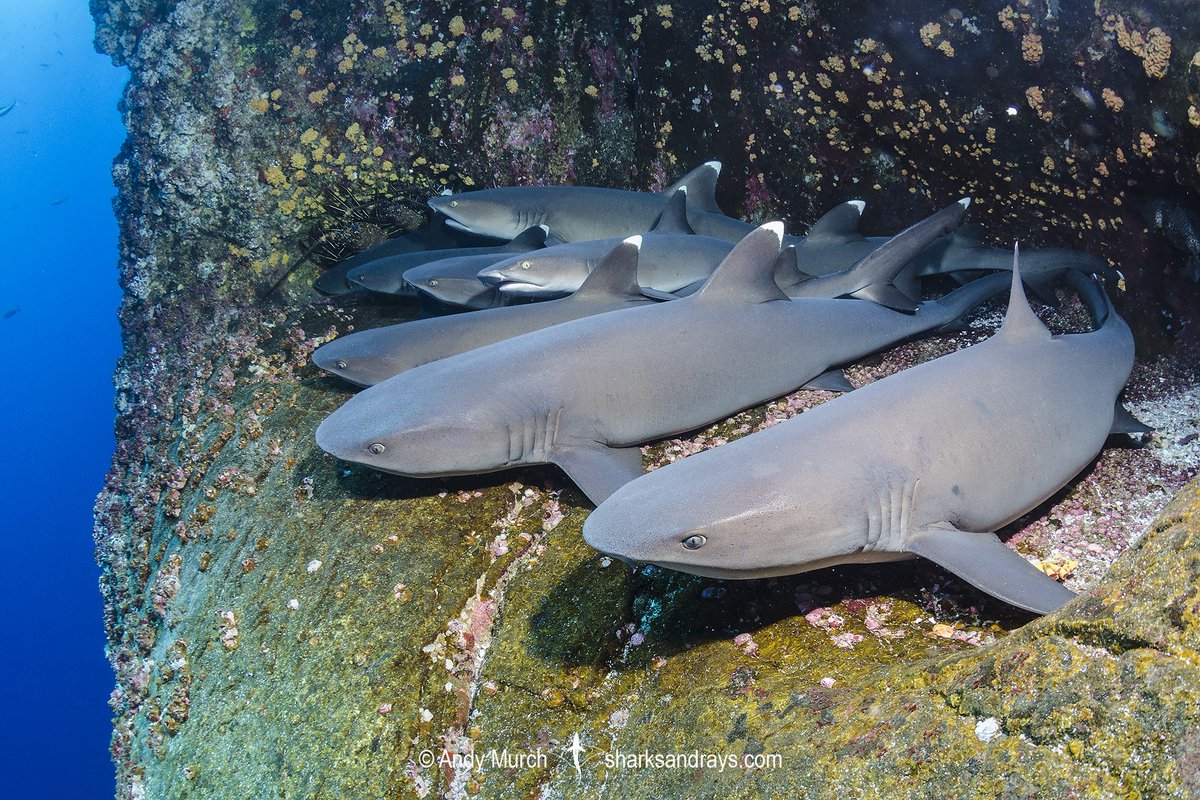 SharkiesOTD's tweet image. ♡ Whitetip Reef Shark 

⎯ These sharks like a good cuddle!