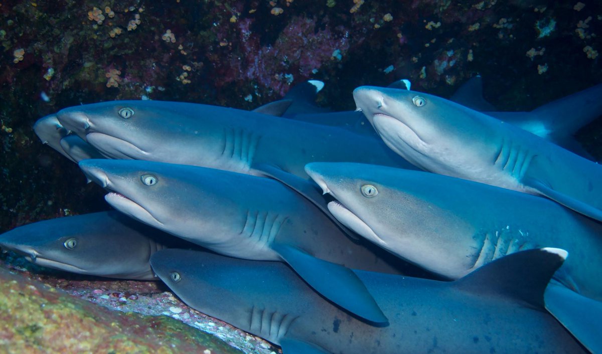 SharkiesOTD's tweet image. ♡ Whitetip Reef Shark 

⎯ These sharks like a good cuddle!