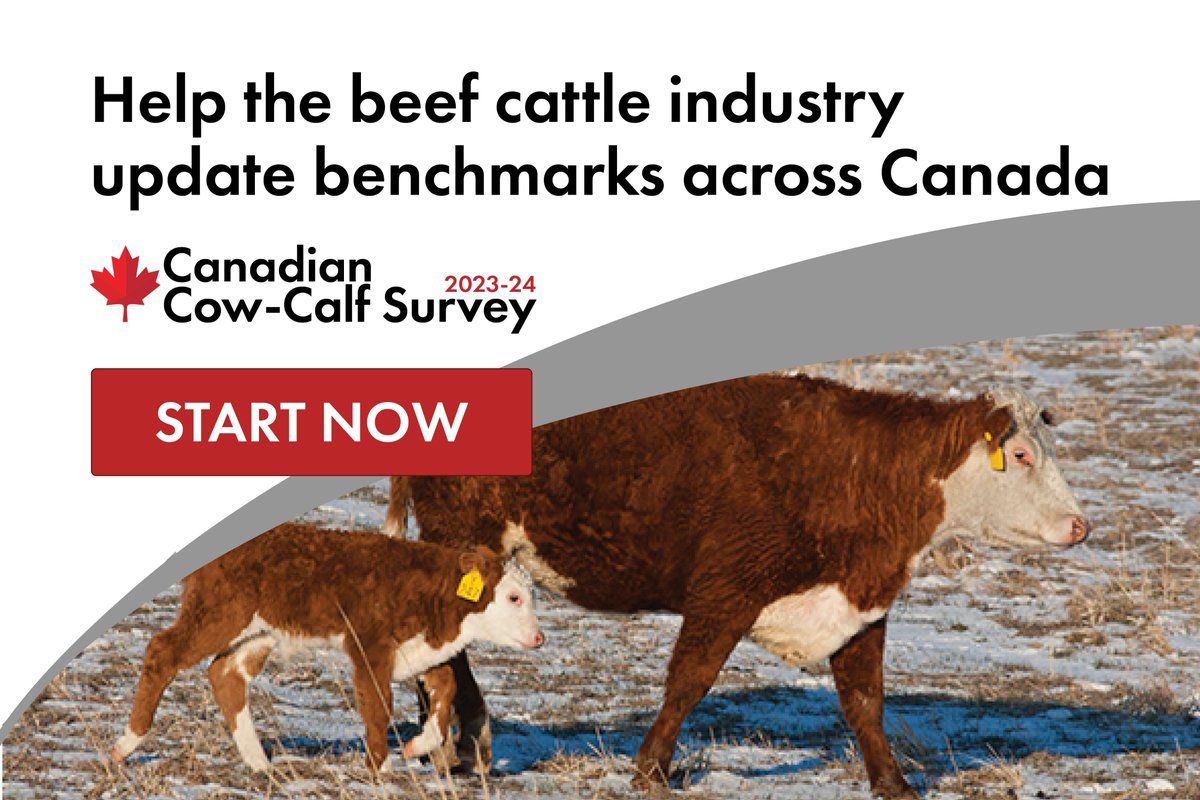 Is your 2023 calf crop sold? Have you crunched benchmarks? If so, now is a great time to fill out the Canadian Cow-Calf Survey, which helps the beef cattle industry update national benchmarks for key performance indicators. Learn more at: beefresearch.ca/blog/discoveri…