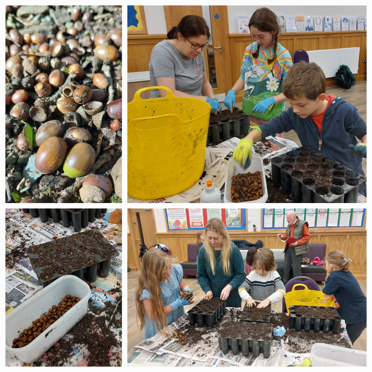 RibbleTrust's tweet image. Local families recently helped us sow nearly 1600 acorns.  🌱

All being well, that’s 1600 native oak trees that will be growing in our #CommunityTreeNurseries next year, which will be planted in our woodland creation schemes.

It was a mucky, hectic, wonderful afternoon!