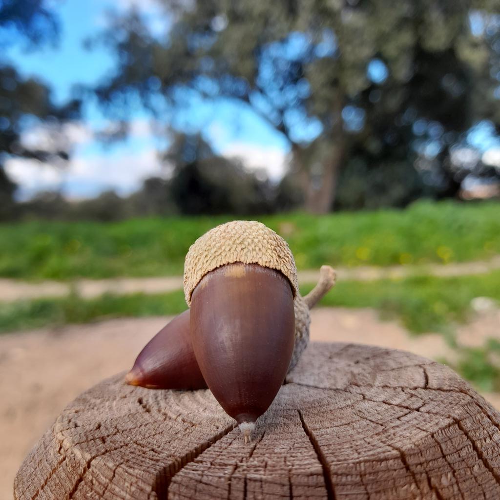 El otoño es una estación de... 'bellota' madre! 😉😊