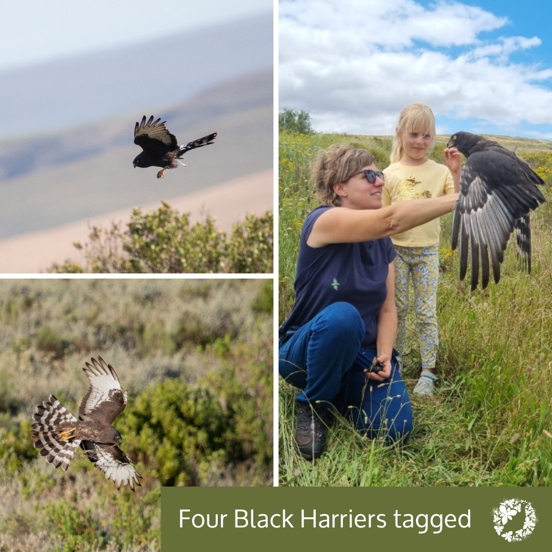 Renosterveld's tweet photo. FOUR BLACK HARRIERS tagged in three days!
We recently managed to trap and tag 4 new breeding adults. These individuals will now contribute vital information to us, to teach us about their movements, and help us better protect this Endangered species: https://t.co/5oztDuAm7K https://t.co/4sqDORKhhl