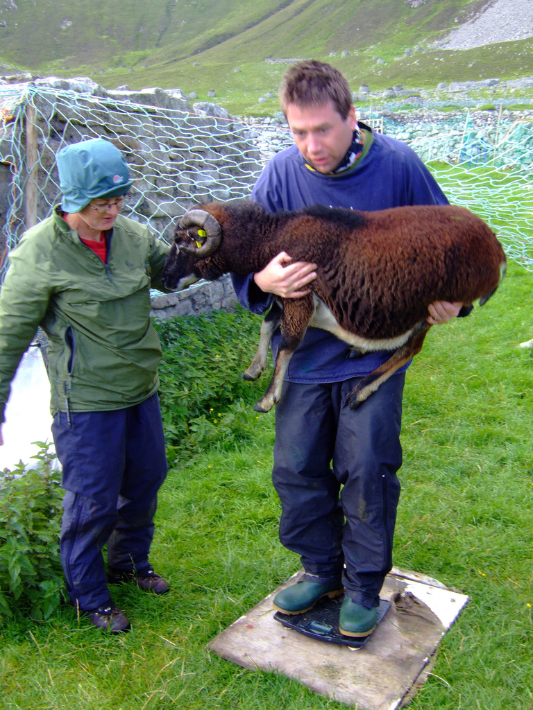 More PhD projects - this one on maternal effects in soay sheep, a topic close to my heart! Great project, super dept, lovely supervisors, top collaborators, super city, fabulous fieldsite ... and loads of sheep! Pic of me back when I did sheepie fieldwork findaphd.com/phds/project/n…