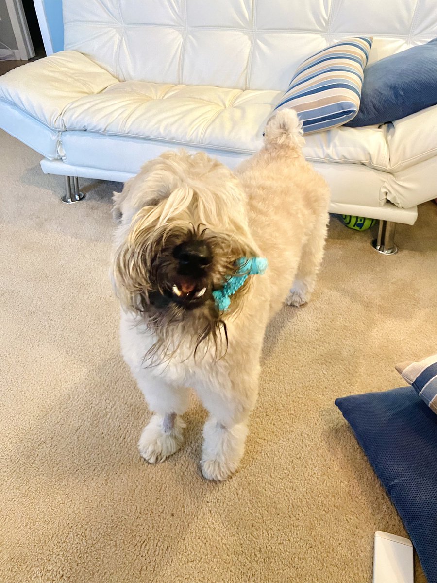 Someone is searching for toys this morning! New meds seem to be working! 🙌 
#healingprocess #dogsoffacebook #dogsofinstgram #wheatenterrier #scwt #DogsOfX