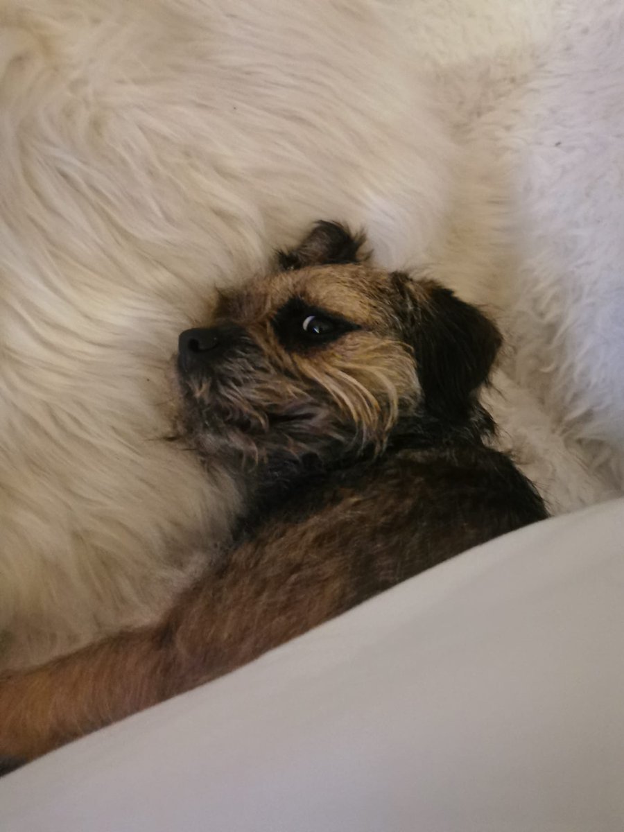 Kobe Border Terrier tweet media