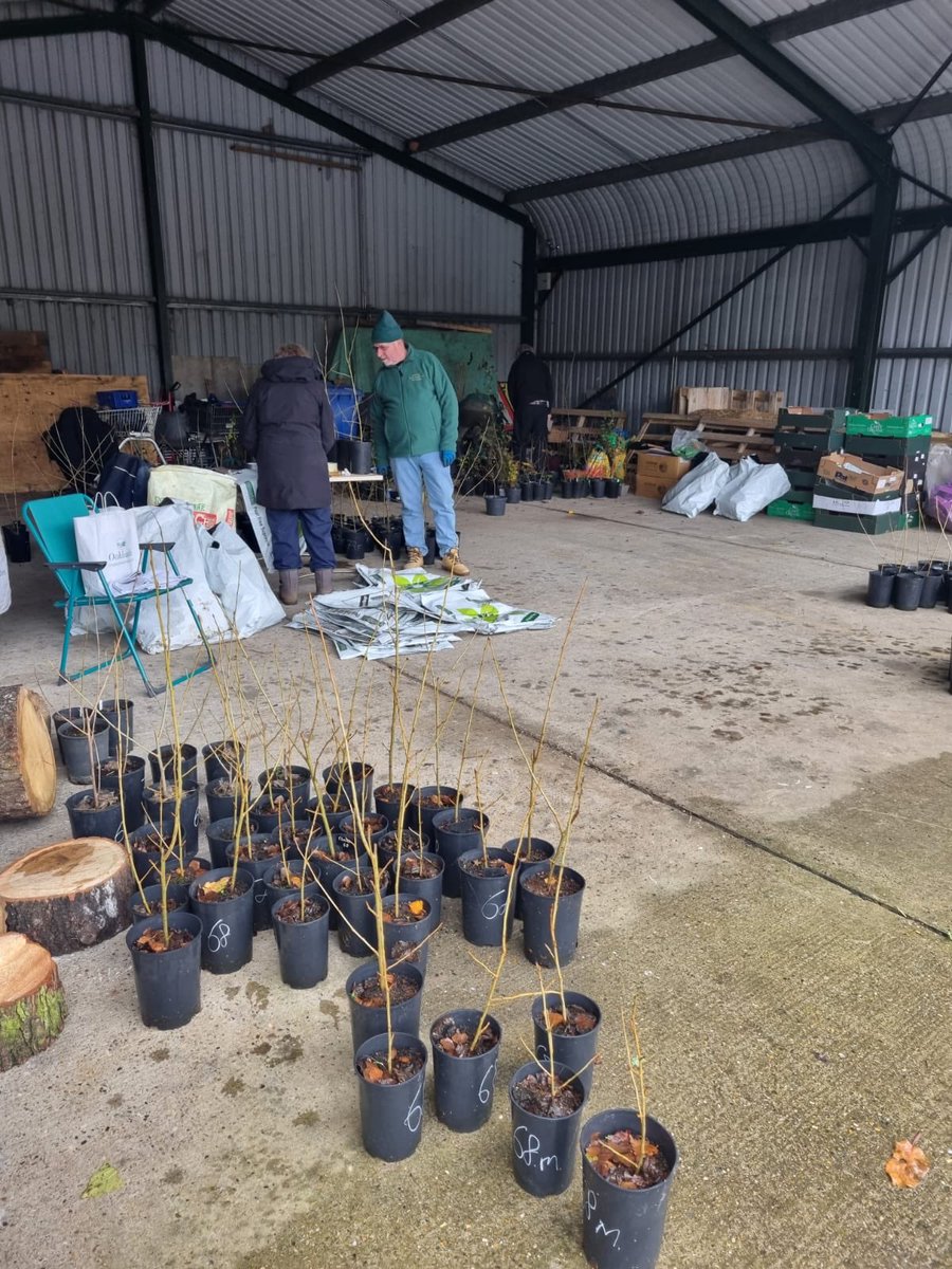 SuffolkTrees's tweet image. The @WoodlandTrust with @suffolkcc Tree &amp;amp; Hedge pack distribution to our #Tree_Warden members includes native black poplar grown from genetically tested Suffolk stock by our #CommunityTreeNurseries helping to save this rare @SuffolkBIS priority species.