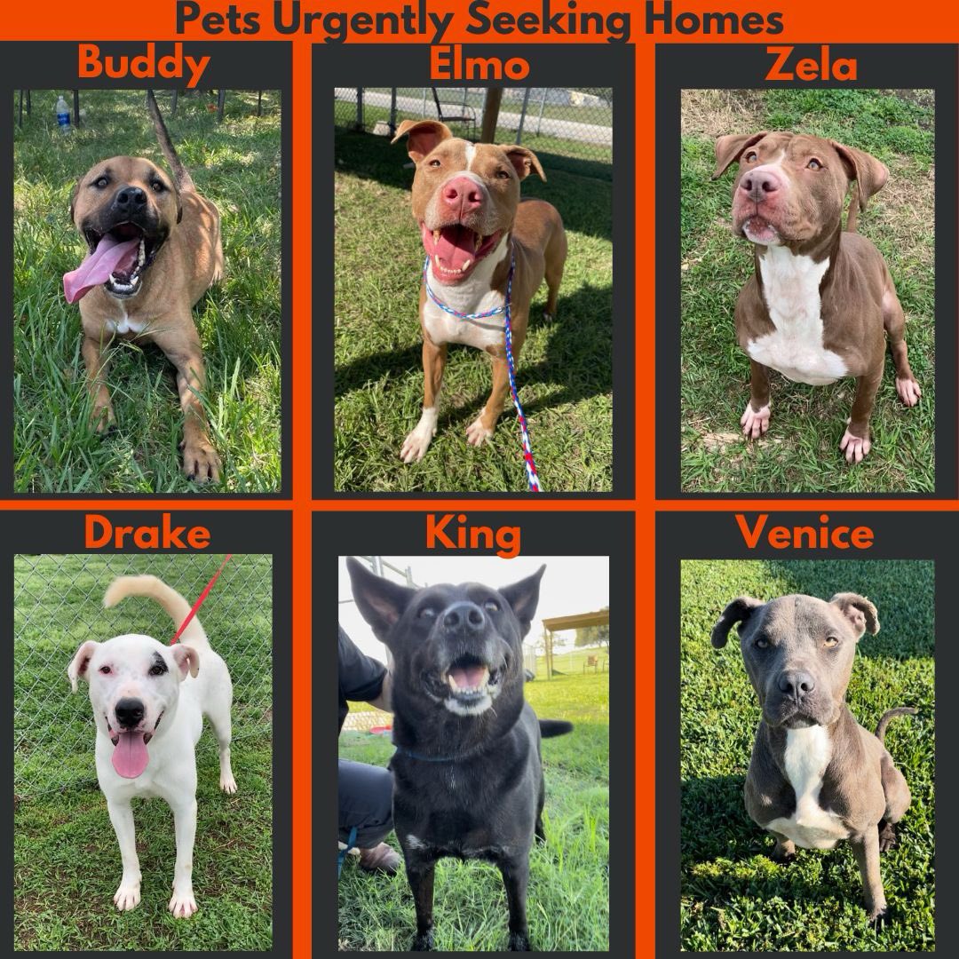 FBCASTX's tweet photo. PUSH List Update: We still have six dogs left on our Pets Urgently Seeking Homes List. They need to find someone to foster, adopt, or rescue them ASAP!

Each of these dogs is amazing in their own right, but with our shelter so beyond overcrowded we need help freeing up kennel https://t.co/lTCfWFYCKh