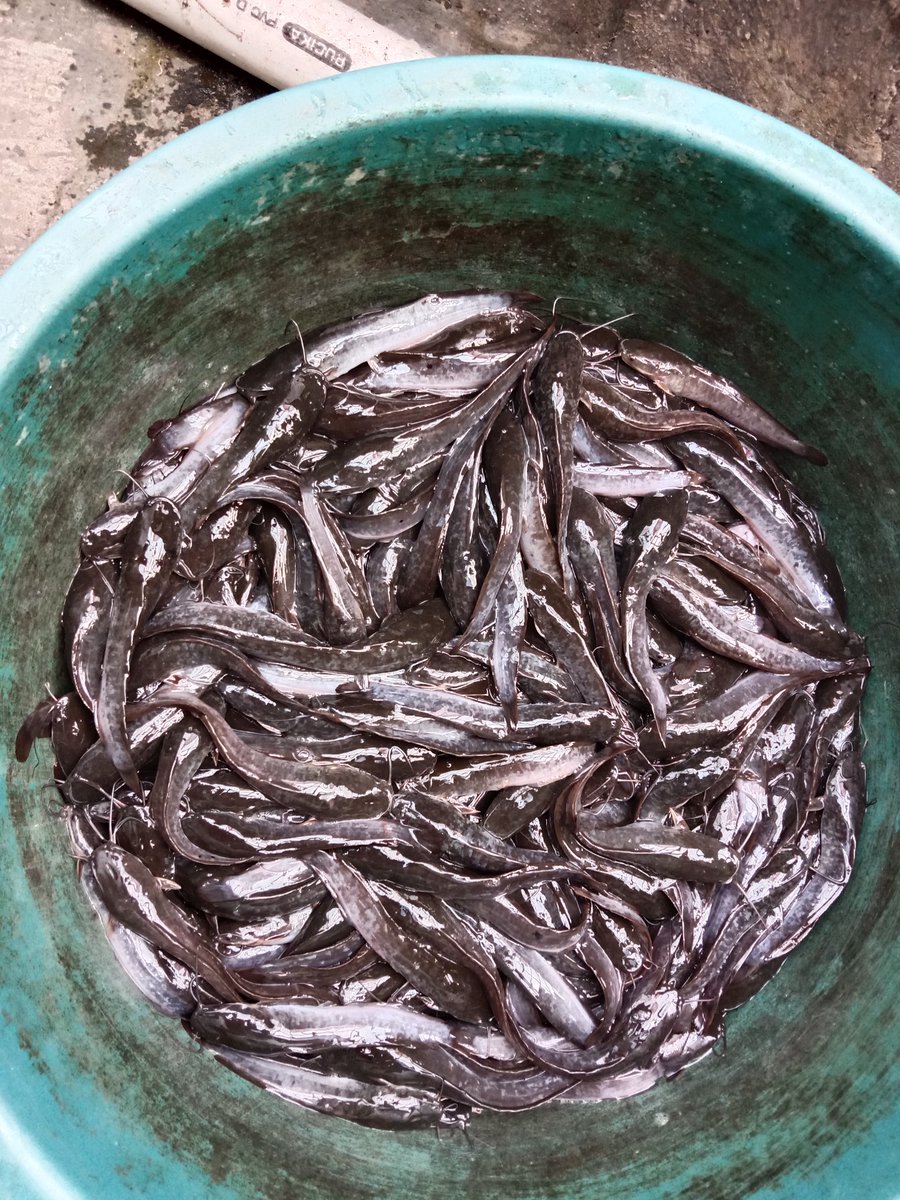 made_rastini's tweet photo. Senin, 20/11/2023, jerorastini luhkan Badung pendampingan dan pendataan produksi di Pokdakan Mina gumuh Ayu, panen benih lele 2.000 ekor harga jual rp 1000/ekor
@bppsdm_kp 
#puslatluhkp
#GiatluhkanSatminkalGondol
#djpbkp https://t.co/qZzXQQUAbj