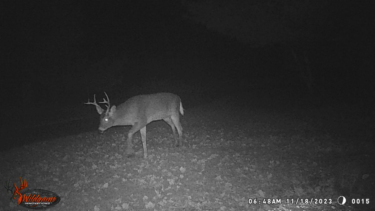 This big boy was in my drive.   Smart for staying close to the house during gun season.